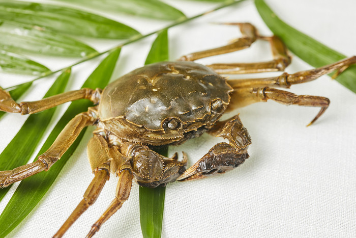 青螃蟹母蟹新鲜活海鲜美食摄影图片
