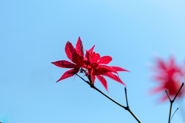 红枫叶简洁蓝底图图片
