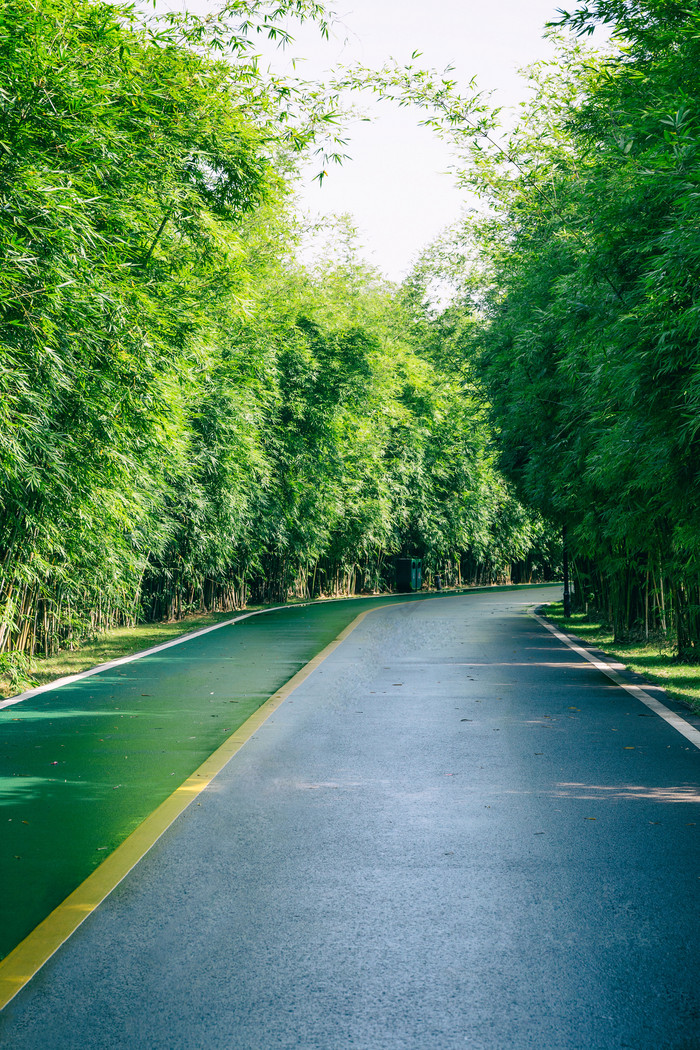 绿道林荫大道跑道图片