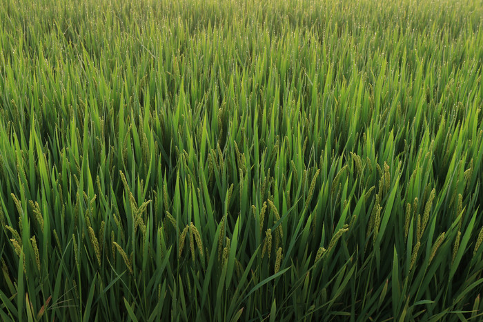 水稻稻田摄影图片