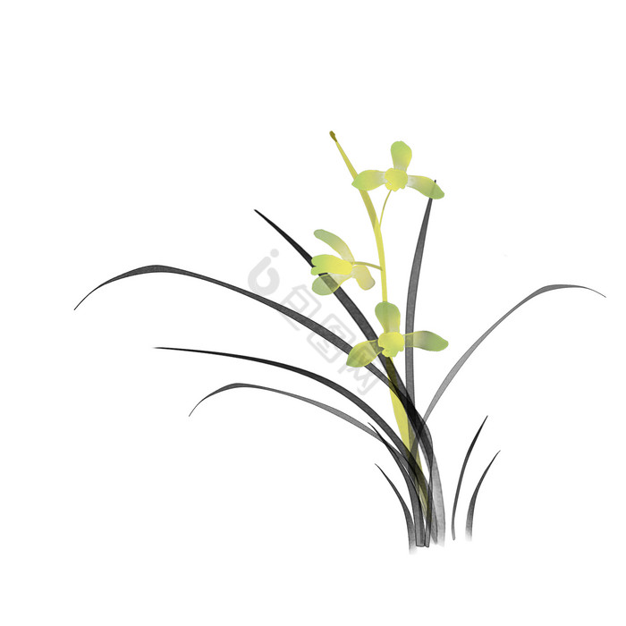 水墨插画兰花植物图片