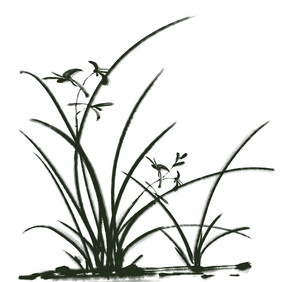 水墨兰花植物插画