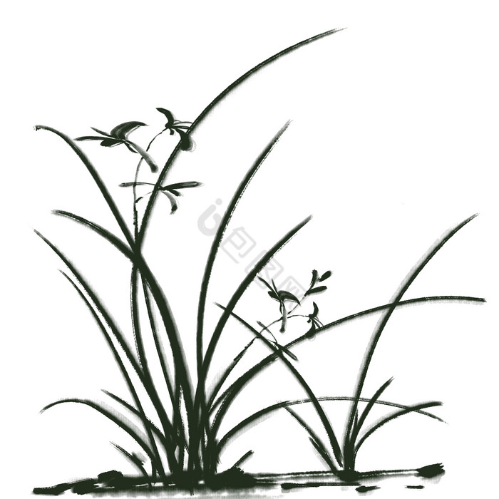 水墨兰花植物插画图片