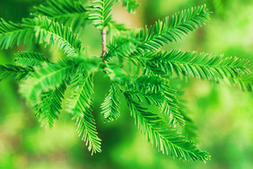 水杉枝叶针叶植物