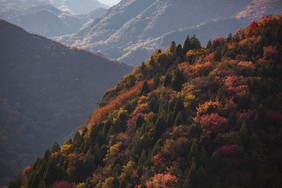 秋天香山红叶高清摄影图