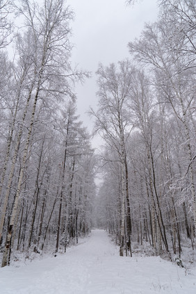 冬天冰雪覆盖的树林摄影图片