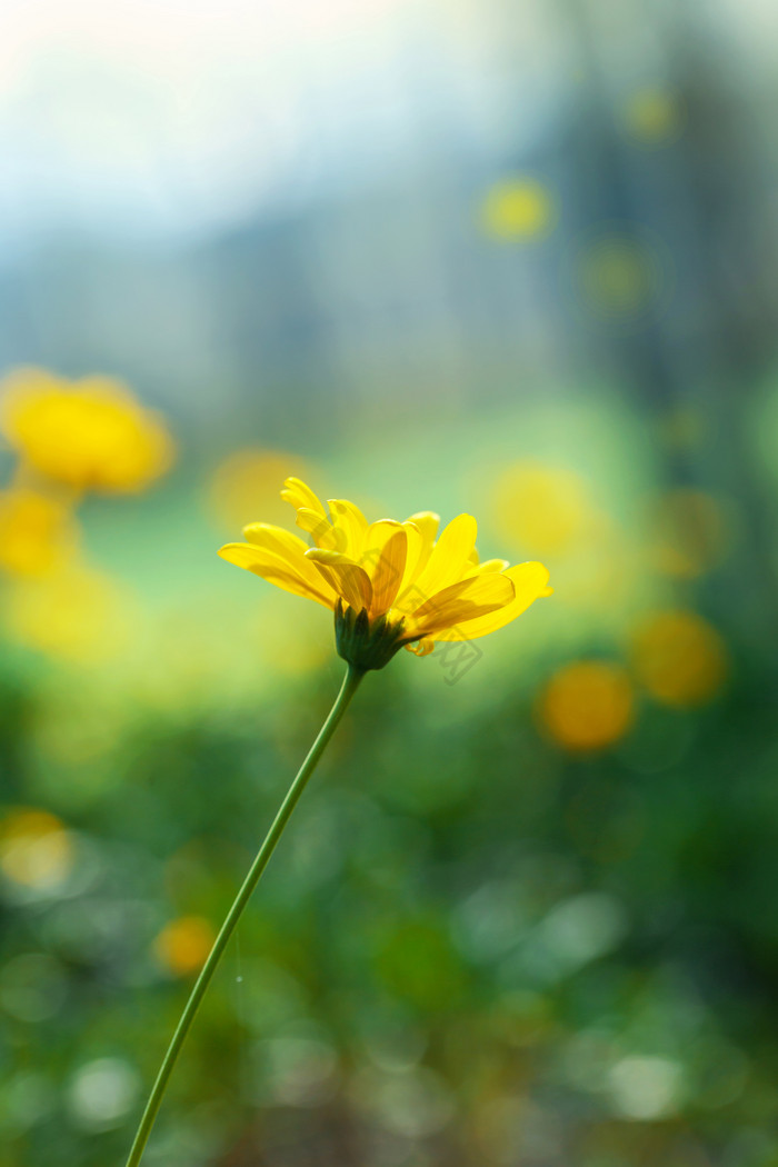 单枝黄色花朵菊花花瓣图片