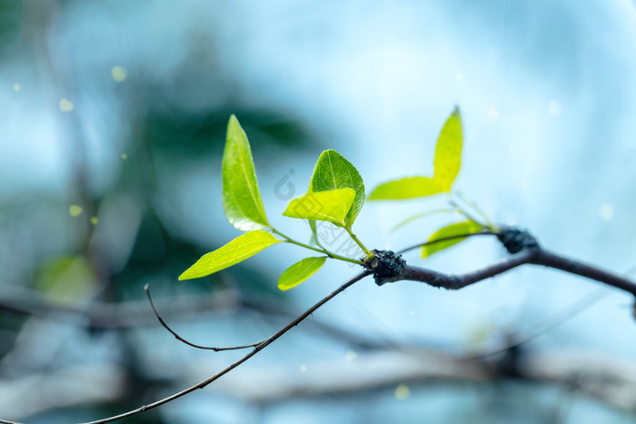 枯枝绿叶新芽唯美图片