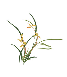 水墨画兰花花卉国画插画