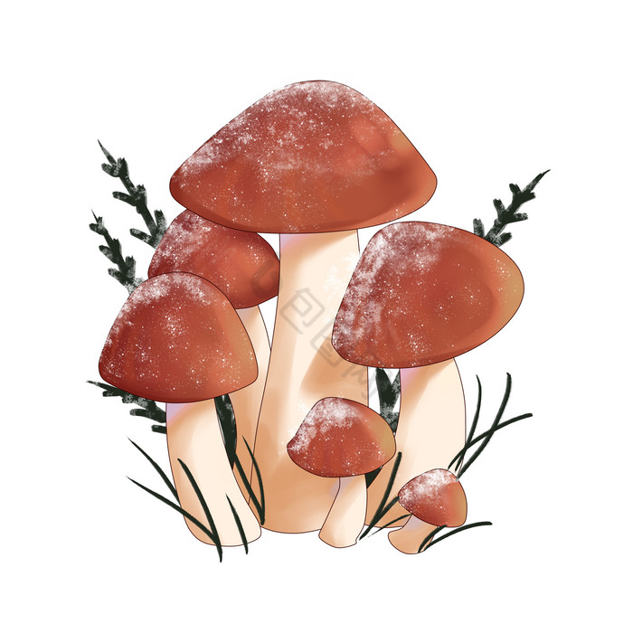 落霜冬天霜降打霜蘑菇插画图片