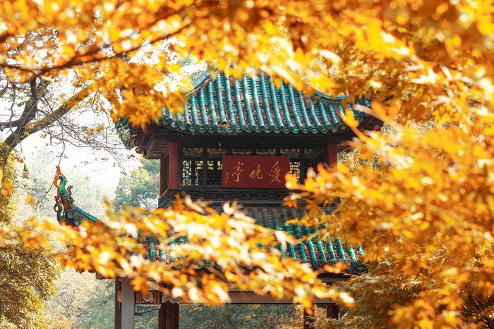 爱晚亭枫叶岳麓山秋冬风景图片