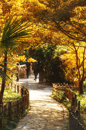 枫叶林蓠芭小道 岳麓山晚景