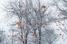 冬季雪景红柿子高清摄影图