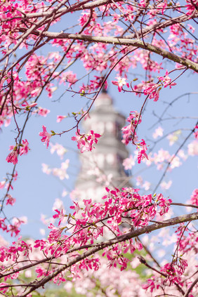 冬日阳光异木棉花虚化背景