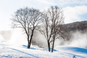 在雪地里面的大树雾凇树挂