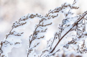 冰雪附着着植物北方冬季景观雾凇树挂