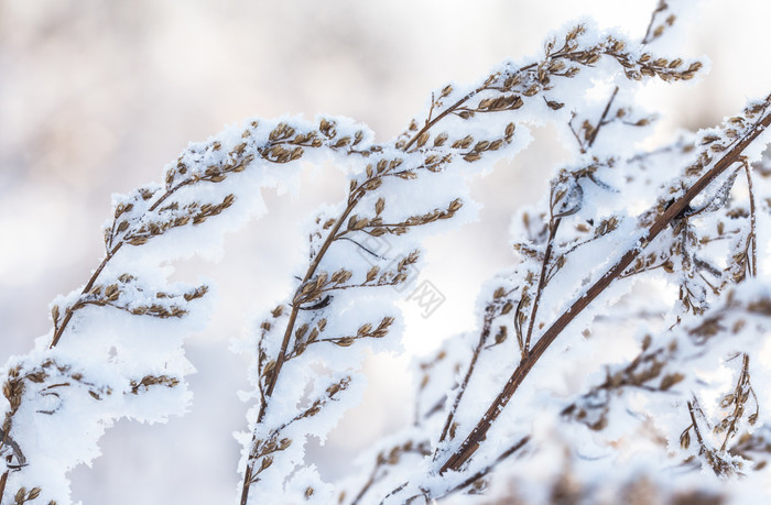 冰雪附着着植物北方冬季景观雾凇树挂图片