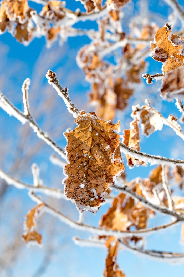 吉林冰雪图片-吉林冰雪素材免费下载-包图网