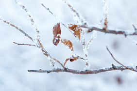 冬天北方雪意境拍摄树挂