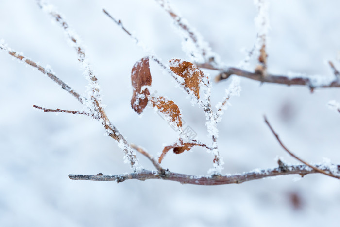 冬天北方雪意境拍摄树挂图片