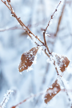 吉林雾凇树叶上的白雪霜