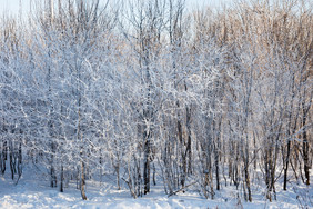 雾凇树挂树林白雪皑皑