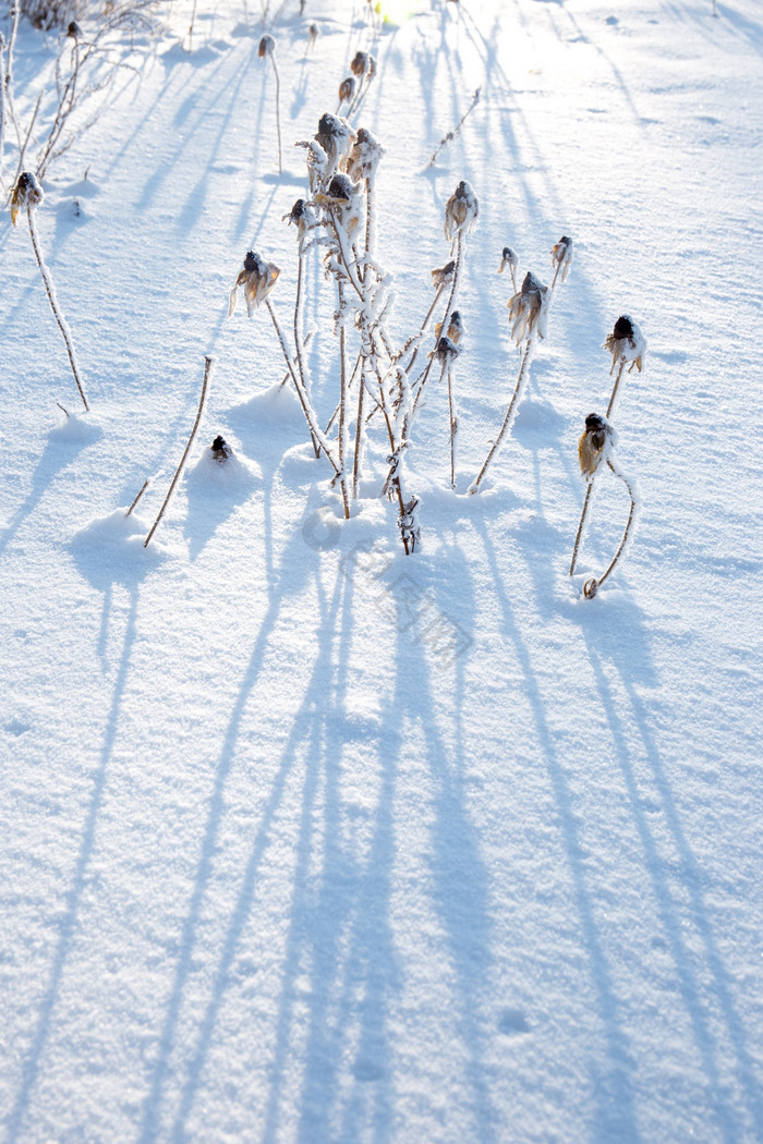 北方冬季雪地上的植物意境拉长的倒影图片