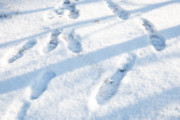 北方冬季雪地脚印摄影图片