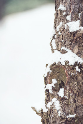 被白色积雪覆盖的松枝枝干