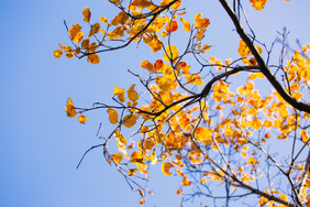 深秋艳阳下金黄植物叶子高清摄影图