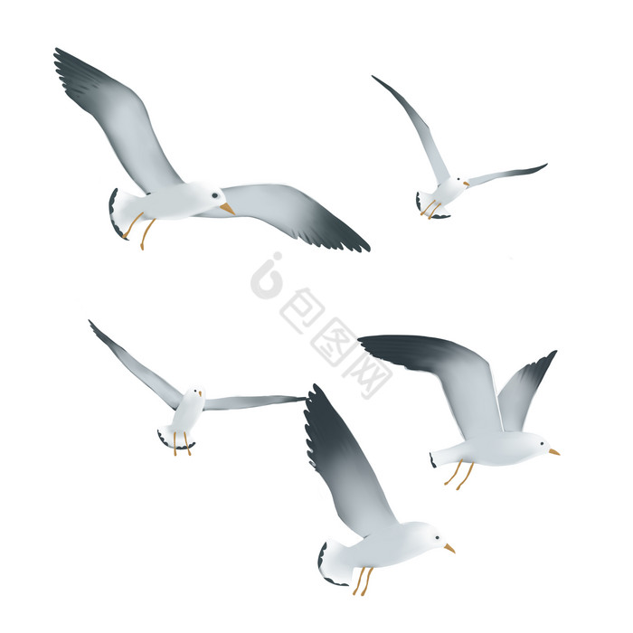 飞翔海鸥鸟类候鸟图片
