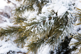 积雪上的松树枝冬天冬季