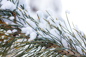 松树上的落雪冬天下雪