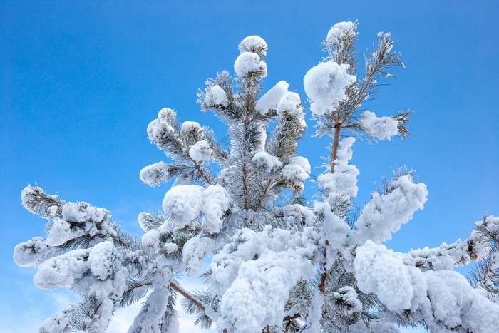 仰拍树挂北方冬季树挂松树上的雪图片