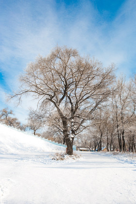 蓝天雪地下雾凇树挂景观北方冬季冬季北方乡村雪乡满族