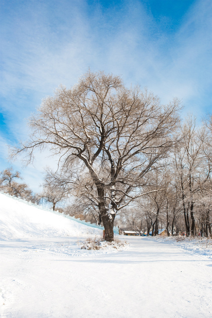 蓝天雪地下雾凇树挂景观北方冬季图片