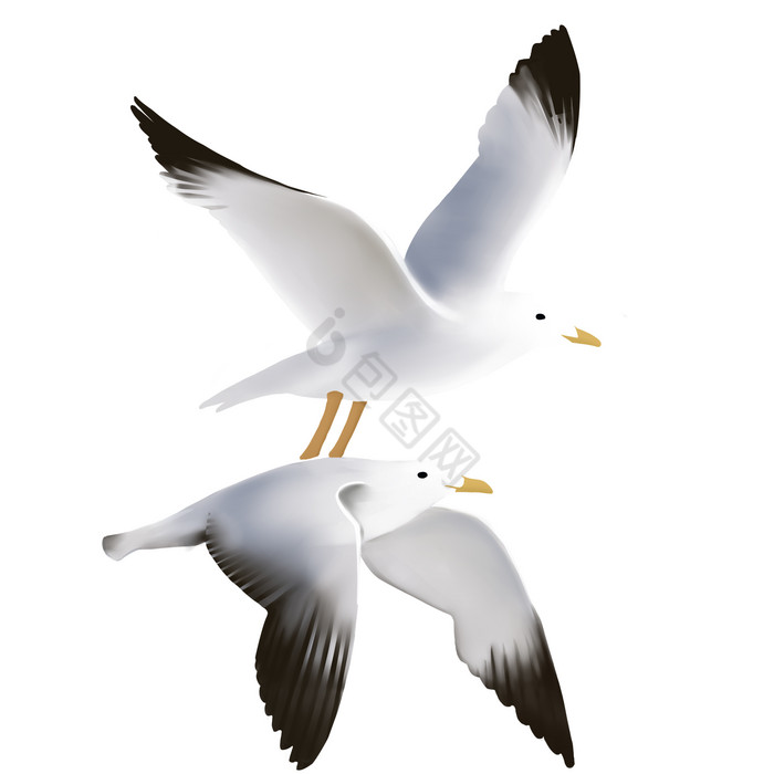 海鸥鸟类飞翔候鸟图片