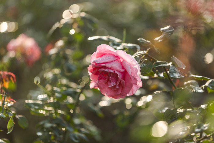 阳光雨露蔷薇花开图片