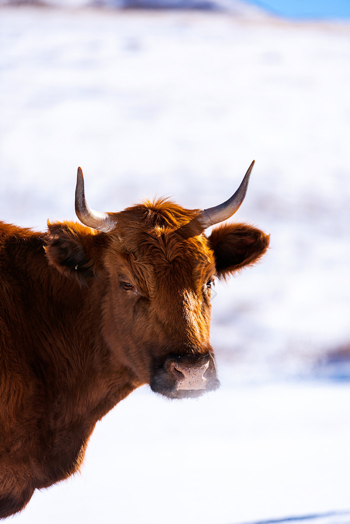 冬季草原一头黄牛对着镜头喘气图片