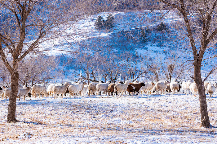 冬日里白雪覆盖的草地上有一群羊图片