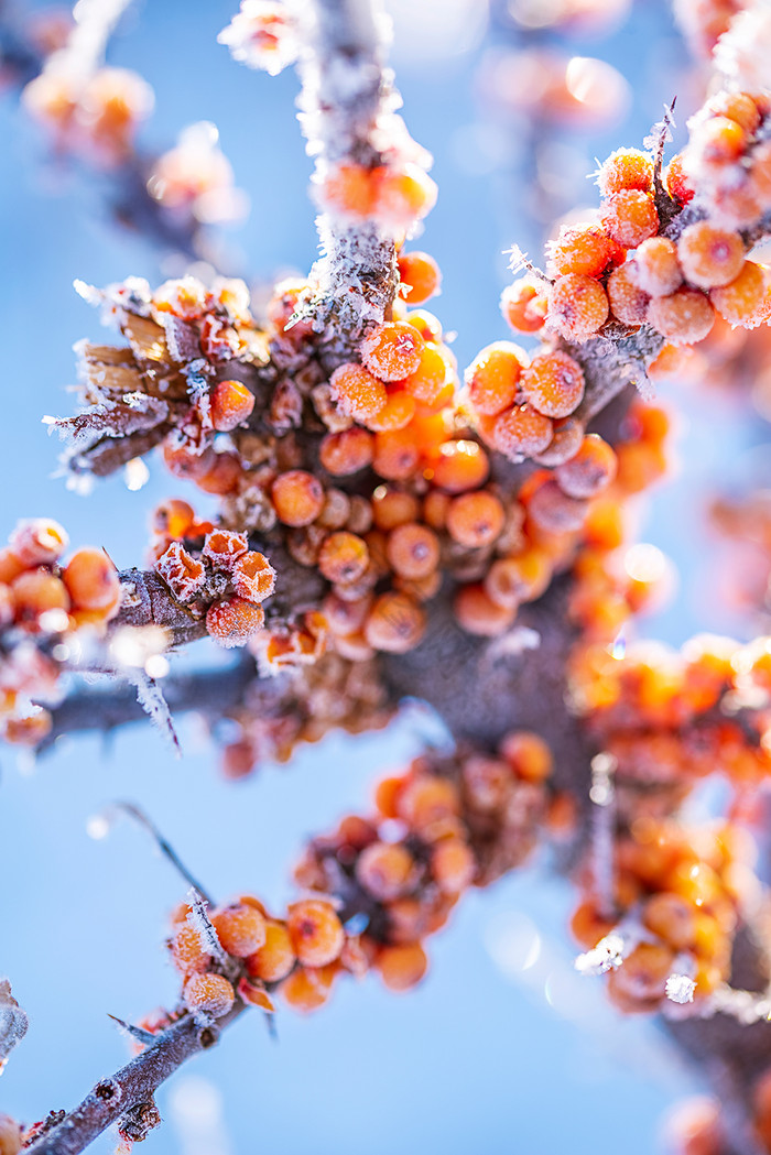 霜降二十四节气霜降节气霜降二十四节气霜降霜降节气霜降霜冻大寒小寒