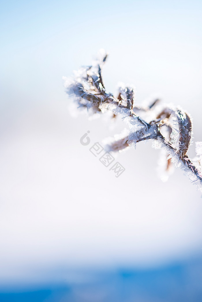 挂霜的植物在冬天冬至图片