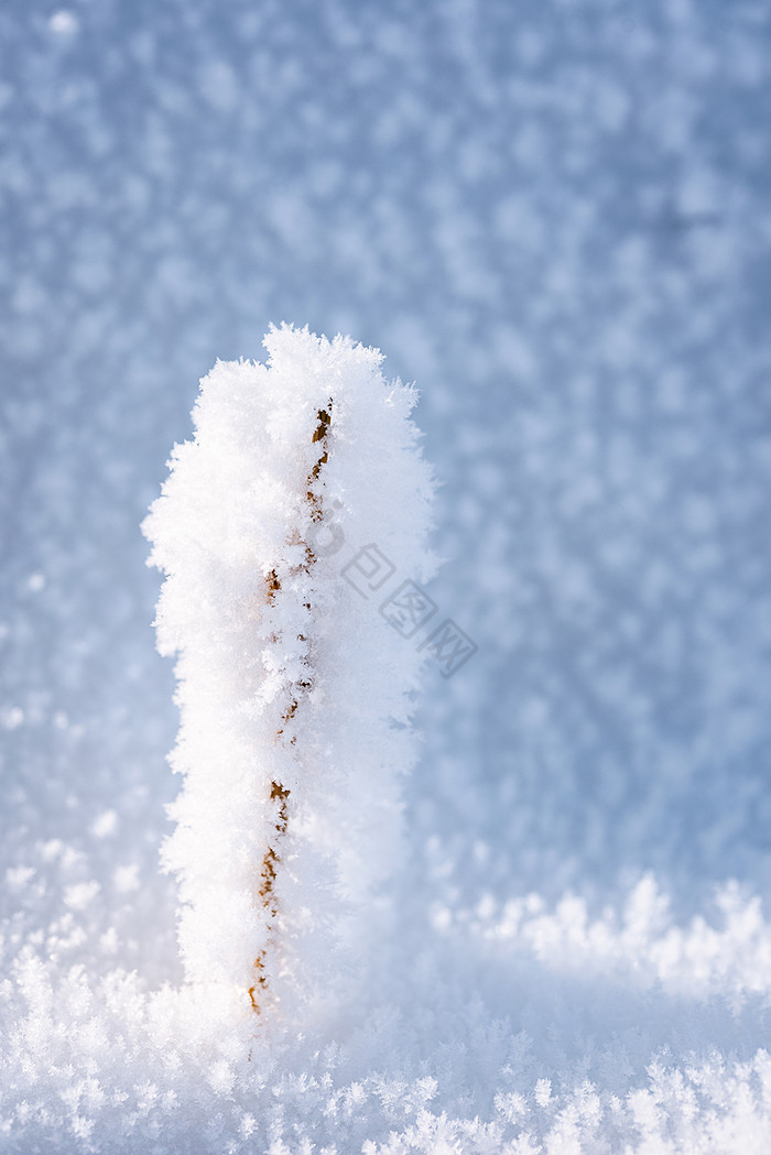 冬季大雪雪花场景美丽光影图片