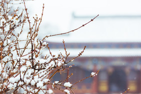 深冬枯树雪景摄影图片