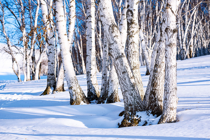 冬季草原白雪覆盖柏桦树林图片