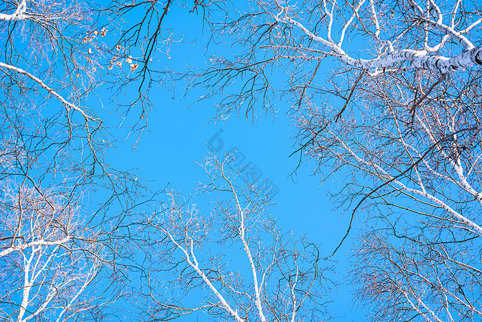 冬季草原白桦林里的蓝天图片