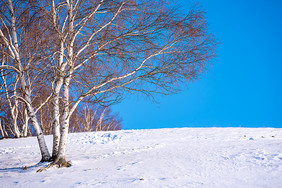 冬季草原桦树白雪地