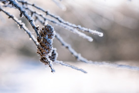 霜冻小雪大雪小寒海报摄影图