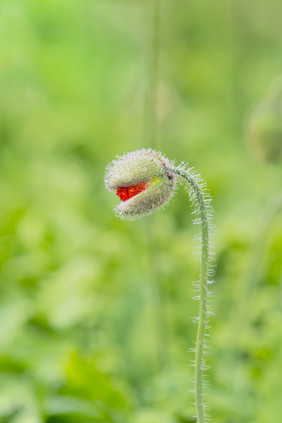 植物希望生机勃勃