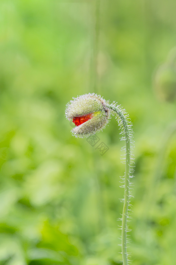 植物希望生机勃勃图片